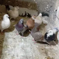 9تاکبوتر خوب