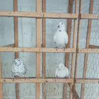 کبوتر غریب گرفته