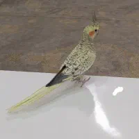 عروس هلندی مرواریدی