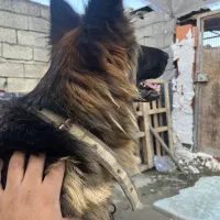 ژرمن شولاین|سگ|قائمشهر, |دیوار