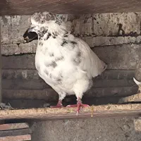 کبوتر تکپر|پرنده|کلاله, |دیوار