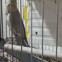 یک جفت عروس هلندی سخنگو