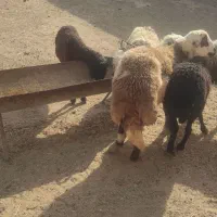 قوچ و بره|حیوانات مزرعه|شیدا, |دیوار