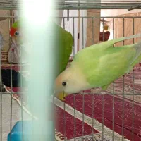 طوطی برزیلی|پرنده|خرمشهر, |دیوار