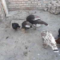 بوقلمون خانگی|حیوانات مزرعه|سنقر, |دیوار