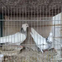 طوقی|پرنده|قنوات, |دیوار