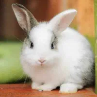 خرگوش|موش و خرگوش|مشگین شهر, |دیوار