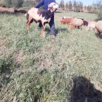 توغلی نر