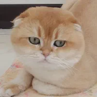 اسکاتیش گلد کد۱۲