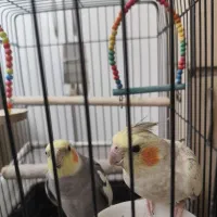 عروس هلندی جفت