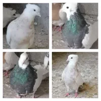 کفتر طوقی کرمانشاهی با جوجه معاوضه با قناری و سهره