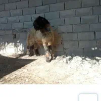 کوه نر