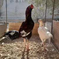 خروس و مرغ لاری|حیوانات مزرعه|یزد, |دیوار