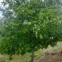 زمین-مسکونی-سند-دار