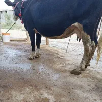 گاو سمینتال درجه یک گوشتی و شیری