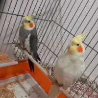 عروس هلندی زیبا