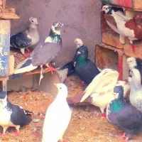 معاوضه با عروس هلندی، طوطی، مینا، مرغ عشق|پرنده|رفسنجان, |دیوار