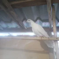 کبوتر پرشی  پتی واله پیور ماده