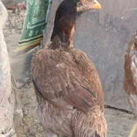 دو عدد|حراج|خوی, |دیوار