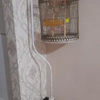قفس پرنده