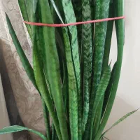 گل سانسوریا|گل و گیاه طبیعی|اصفهان, گرکان|دیوار