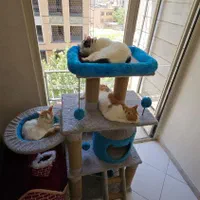 پانسیون گربه خصوصی بدون قفس