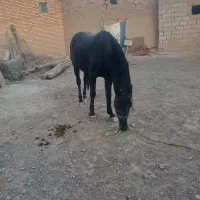 اسب مشکی اصل کرد|اسب و تجهیزات اسب‌سواری|تبریز, |دیوار