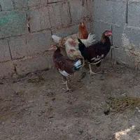 خروس خلفه