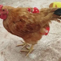 خروس محلی|حیوانات مزرعه|قم, باغ کرباسی|دیوار