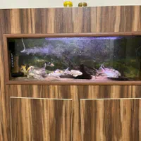 فروش ماهیهای کوی|ماهی|رشت, سیا اسطلخ|دیوار