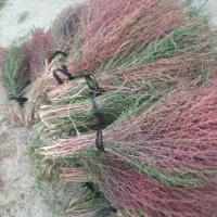 جارو|عمده‌فروشی|داران, |دیوار
