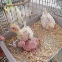 سرلاکی لوتینو و عروس مولد 1.700