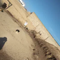 توله سگ(شهرفیروزه روستای اقبالیه)