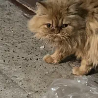 گربه پرشین ماده/فقط ۳تومن|گربه|اردبیل, |دیوار