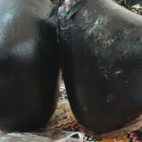 هیزه گوسفندی نو