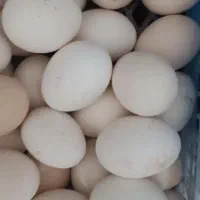 تخم مرغ نطفه دار