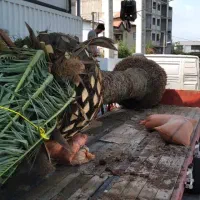 نخل فونیکس پالم