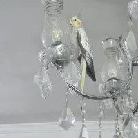 عروس هلندی