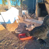 خروس سلطان ومرغ کردی واردک جوان|حیوانات مزرعه|روانسر, |دیوار