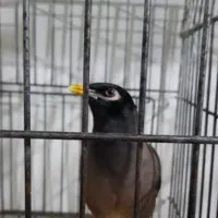 مینا چشم ستاری پر حرف  افغان