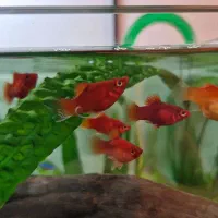 ۲ عدد آنجل بلوگارنین و ۱۰ عدد پلاتی خونی|ماهی|ری, دولتآباد|دیوار