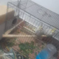 آین نر ماده