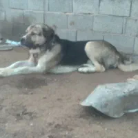 سگ ۲ساله