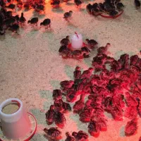 فروش جوجه بوقلمون یک روزه و یک ماهه