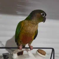 گمشده