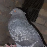 فروش ۷تا کفتر بالغ|پرنده|تفت, |دیوار