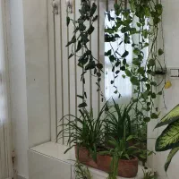 جالباسی جاکفشی