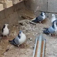 کبوتر بدرنگ|پرنده|زیباشهر, |دیوار