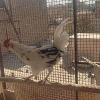 تخم مرغ نطفه دار گلین جوان