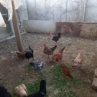 مرغ تخم گذار گردن لختی|حیوانات مزرعه|اصفهان, عاشق‌آباد|دیوار